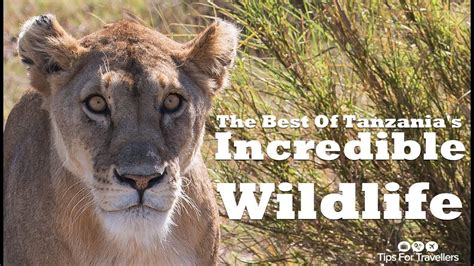 Tanzanias Incredible Safari Wildlife All In One Amazing Video