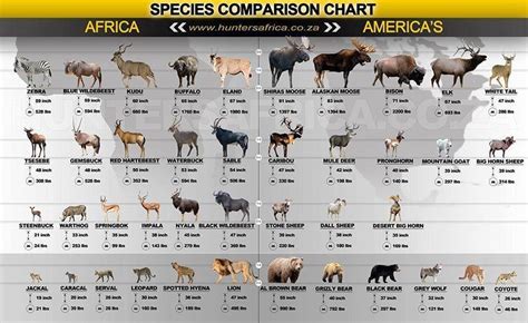 The 10 Greatest Outdoor Infographics Ever Made Africa Hunting Types