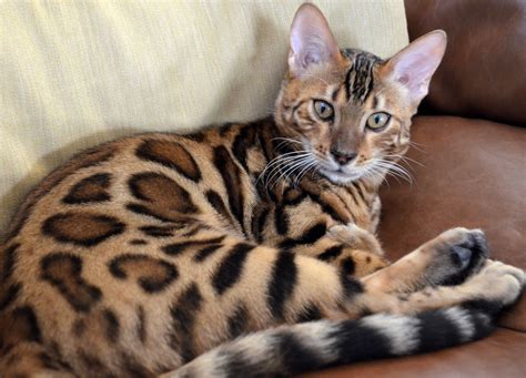 Beautiful Bengals The Bengal Cat Directory Resource For Bengal Cats Kittens And Information