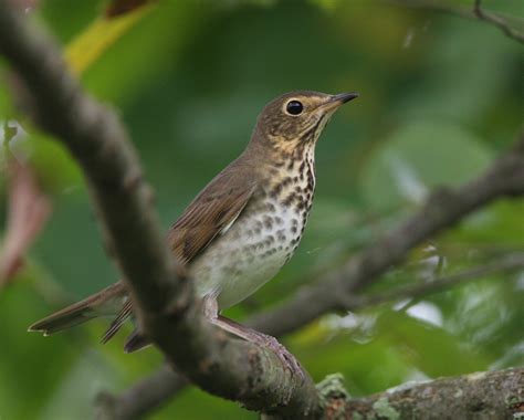 North Carolina Mountain Birds Swainsons Thrush