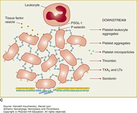 Platelet Morphology Biochemistry And Function Oncohema Key
