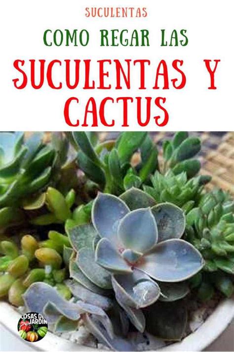 Tener en cuenta qué factores inciden en su crecimiento es muy importante para que estén siempre fuertes y sanas. Pin en Cuidados de Cactus y Suculentas