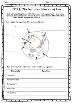 We did not find results for: Animal Cells worksheet by Charissa Man | Teachers Pay Teachers