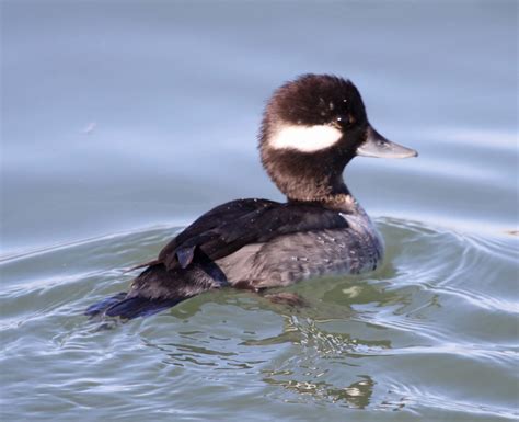 Pictures And Information On Bufflehead