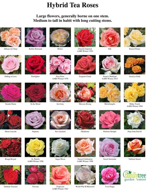 List Of All Pink Flowers