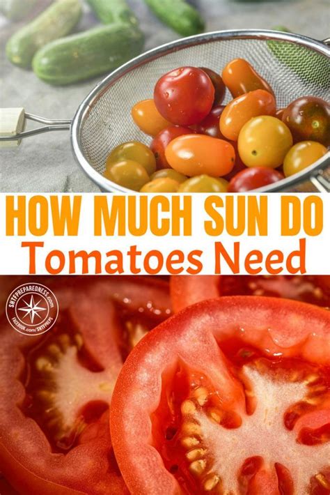 The amount of sun needed for each vegetable varies. How Much Sun do Tomatoes Need | Growing tomatoes, Growing ...
