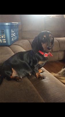 To learn more about each adoptable dachshund, click on. Mini Dachshund - Puppies and Dogs For Sale Pets Classified ...