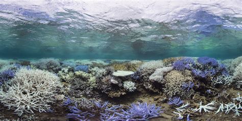 What Is Coral Bleaching And Why Should You Care Coral Reef Alliance