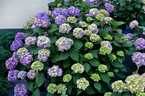 Endless Summer Bloomstruck Bigleaf Hydrangea Plant Library Pahls