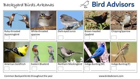Top 33 Backyard Birds In Arkansas Free Picture Id Printable