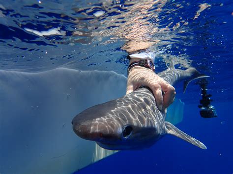 New Shark Species Discovered In Depths Of The Atlantic Species Of