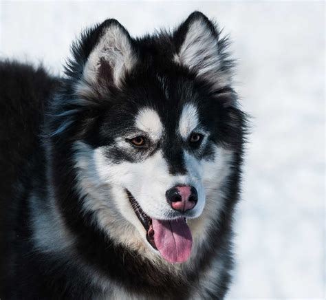 Husky Malamute Dog Breed Everything About Aluskys