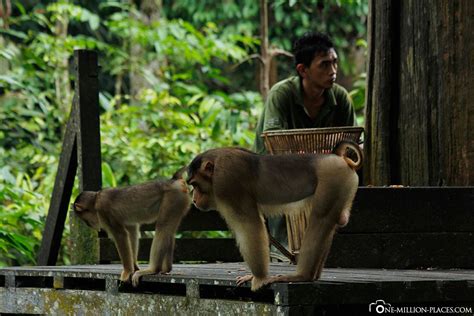 He / she has, unfortunately, relapsed. Borneo - Sepilok Orangutan Rehabilitation Centre (Malaysia)