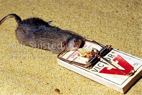 Dead Rat In Rat Trap Rattus Rattus On Sand Stewart Island New
