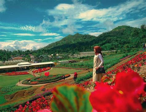 Bunga ini diindonesia dikenal dengan bunga sungsang, bunga ini termasuk jenis bunga langka, saat ini bunga gloriosa tumbuh diafrika,warna bunga gloriosa sangat indah sehingga cocok ditanam dipekarangan taman anda. Wisata Pandeglang Taman Bunga : Taman Bunga di Wisata ...