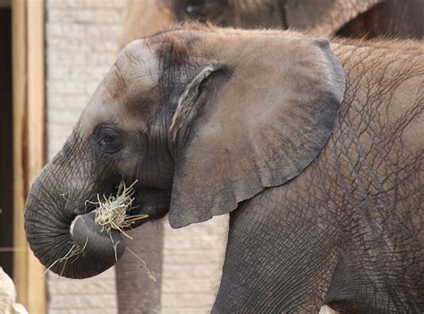 Phuket: Baby elephant tusks found in Hong Kong haul
