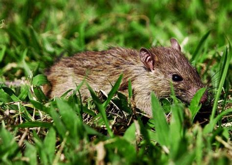 Pdf | the improvement and application of pest and disease models to analyse and predict yield losses including those due to such a pest and disease switchis still missing in many crop models, although developments in the last decades are moving towards the. Biodiversity & Pest ecology | International Rice Research ...