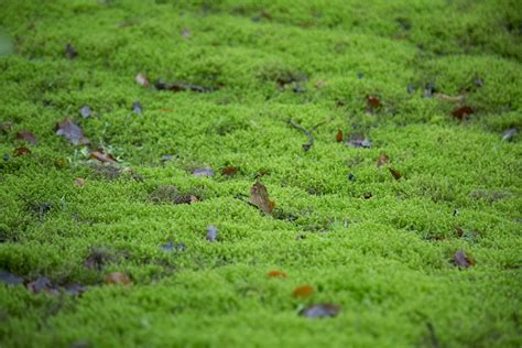 Moss Free Stock Photo Public Domain Pictures