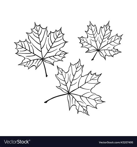 Set Of Hand Drawn Maple Leaf Outline Royalty Free Vector