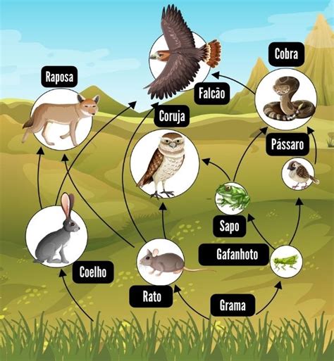 capitão irregular Eu sinto Muito cadeia alimentar carnivoros Suponha