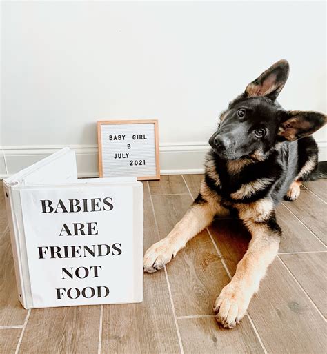11 Real Pregnancy Announcement Ideas With Dogs Artofit
