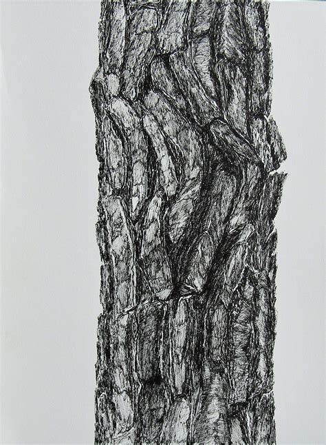Tree Bark Drawing Texture Merteberte