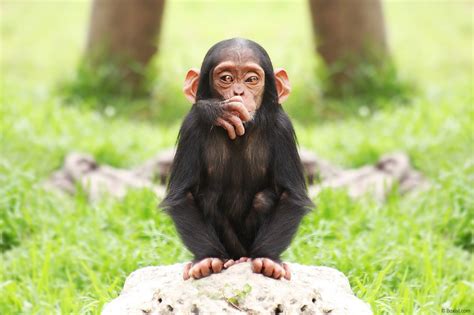 Baby Chimpanzee Wallpaper Photos Cantik