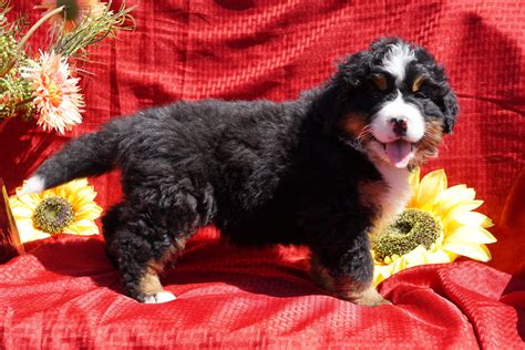 The name sennenhund is derived from the german senne (alpine pasture) and hund (hound/dog). AKC Registered Bernese Mountain Dog Puppy For Sale Baltic Ohio Male Du - AC Puppies LLC