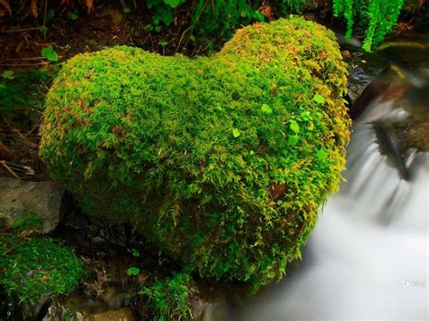 American Hoh Rain Forest Bing Desktop Wallpaper Preview