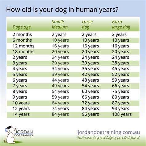 How Old Is A Dog In Human Years