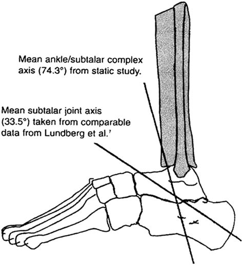 The Combined Axis Of The Ankle And Subtalar Joints Provides Primarily
