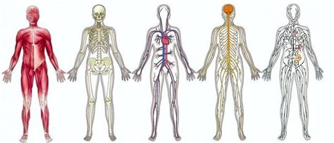 ¿cuáles Son Los Sistemas Que Conforman El Cuerpo Humano Homo Medicus