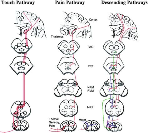 16 Illustration Of The Ascending And Descending Spinal Cord Pathways Download Scientific