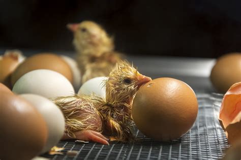 How To Raise Chickens For Eggs In Your Backyard Paris Farmers Union