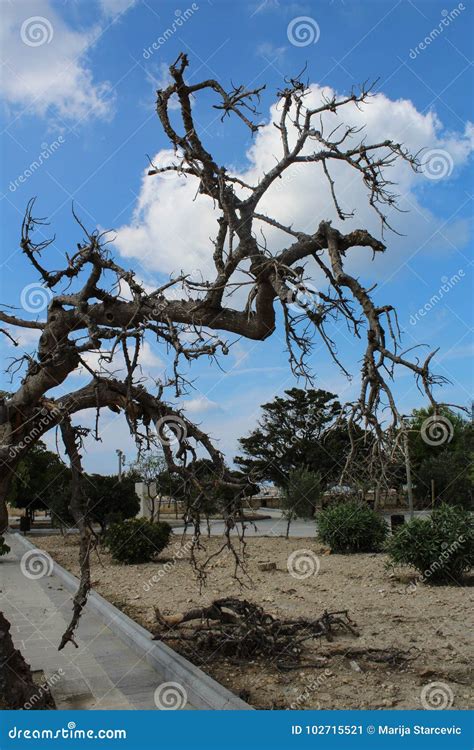 Spooky Dead Tree Branches Stock Image Image Of Plant 102715521