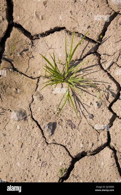 Patch Of Grass Growing In Parched Agricultural Field In Spring Stock