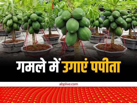 How To Grow Papaya In Pot Container Or Grow Papaya Fruit At Home Terrace Garden Papita Gamle Me