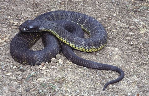 Black Tiger Snake Notechis Ater Carnivora
