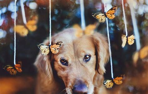 A Dog Is Looking At The Camera With Butterflies Hanging From Its Back Legs