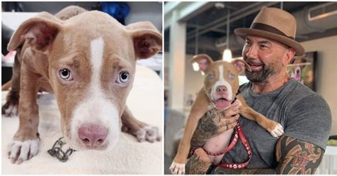 Actor Dave Bautista Adopts Abused Chained Up Puppy Offers 5000 To