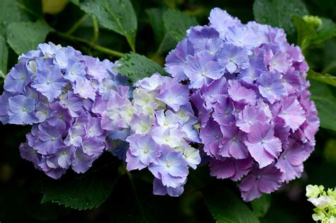 Do hydrangeas need a lot of water? File:Flower, Hydrangea - Flickr - nekonomania (3).jpg ...