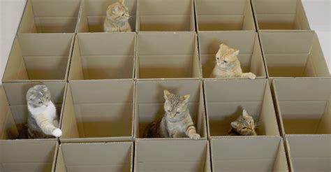 9 Cats Discovered A Cardboard Box Maze And Play All Day