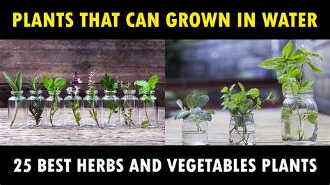 25 Herbs And Vegetables That Can Grow In Water Discover Agriculture
