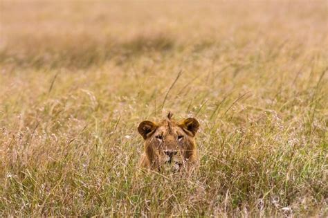 Premium Photo The Lion Watching Prey Kenya Africa