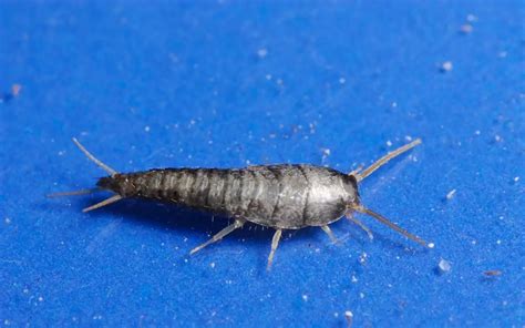 Are Silverfish Harmful Dangerous Poisonous Or Bad Pest Information