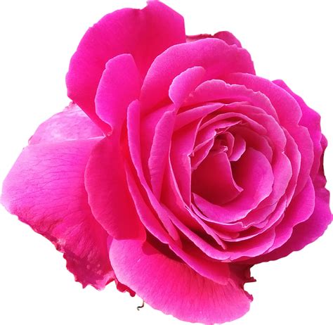 Single Pink Rose Transparent