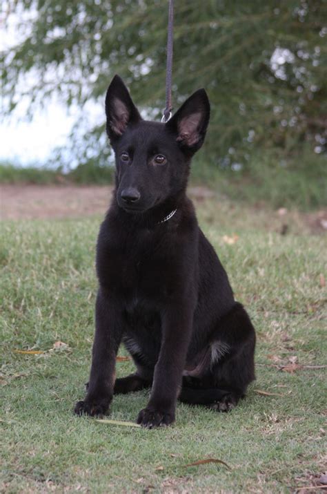 Ziska Black German Shepherd Puppy For Sale Arizona Zauberberg