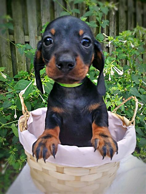 Dachshund Puppies For Sale | Deltona, FL #317425 | Petzlover