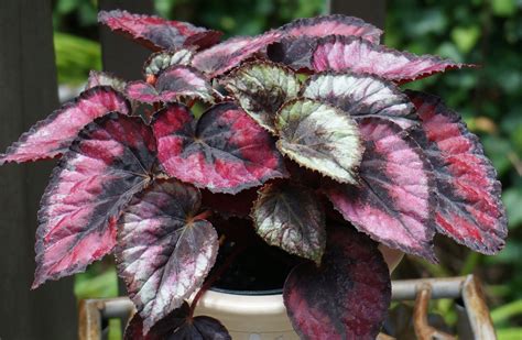 Rex Begonias Begonia Rex How To Grow Rex Begonias Naturebring