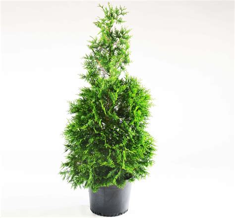 Today i share how to plant the fast growing thuja green giant arborvitae with 3 trees from fastgrowingtrees.com. Green Giant Arborvitae | Altum's | Zionsville, IN